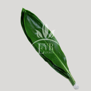 Cordyline Fruticosa Green