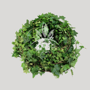 Hedera-Ive-Green-Bunch